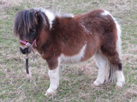 Toffee the Miniature Shetland